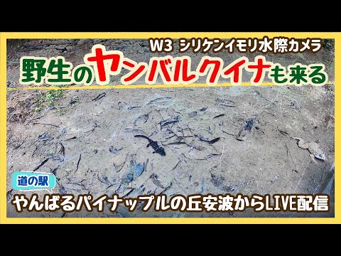 日本沖繩縣-國頭村,道之驛 山原鳳梨之丘 安波(日本蠑螈、青蛙和螃蟹)