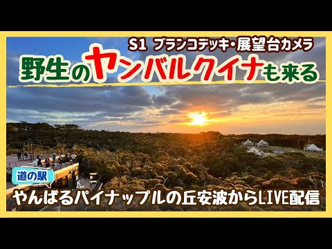日本沖繩縣-國頭村,道之驛 山原鳳梨之丘 安波,露營地