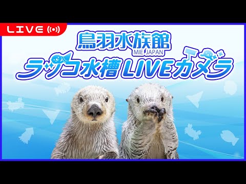 日本三重縣-鳥羽水族館-海獺缸📵