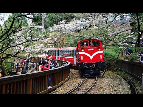 嘉義香林-阿里山小火車-走天空步道可以到達