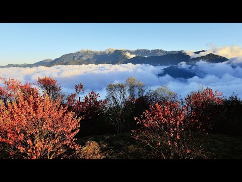 嘉義阿里山小笠原山觀景台🔄