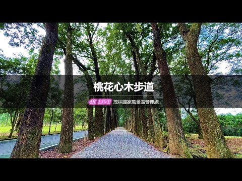 高雄六龜-桃花心木步道