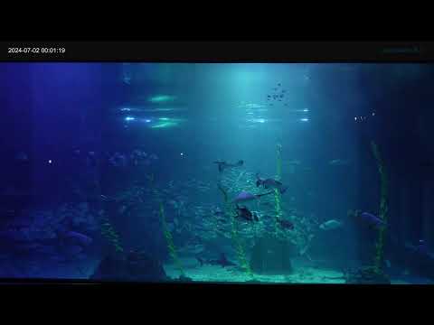 南韓-濟洲水上星球-大水族牆