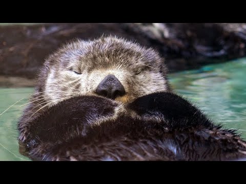 美國-華盛頓西雅圖水族館-Seattle Aquarium📵