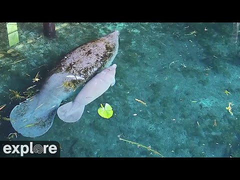 美國-佛羅里達銀泉水上海牛📵