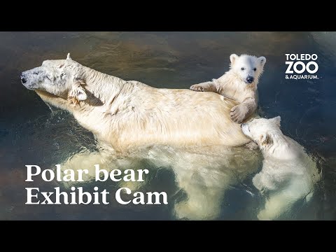 美國-托萊多動物園-北極熊📵