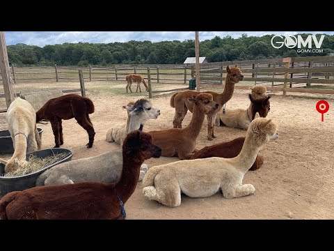 美國-羊駝農場 -Island Alpaca Company