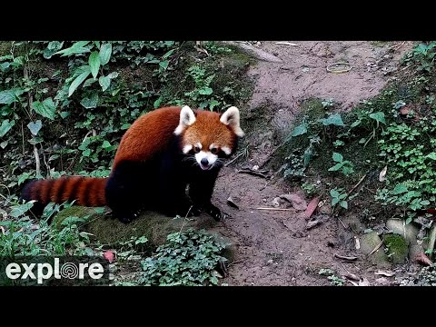 中國-小熊貓森林公園-狸貓📵