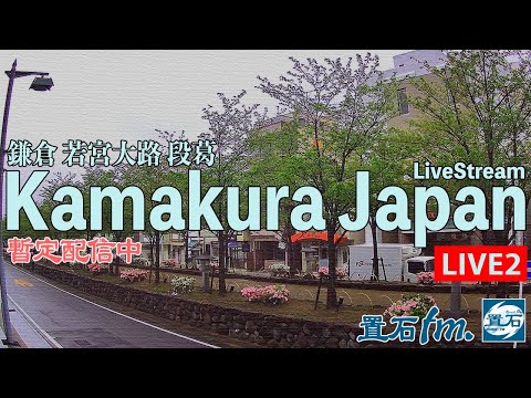 神奈川縣【鎌倉】小町 若宮大路 段葛 cam2