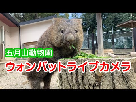大阪-池田市,五月山動物園(袋熊)