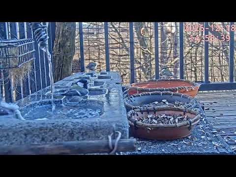 長野縣-輕井澤町,野生鳥觀察